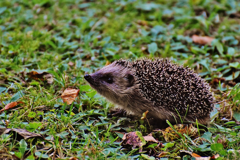 hedgehog-child