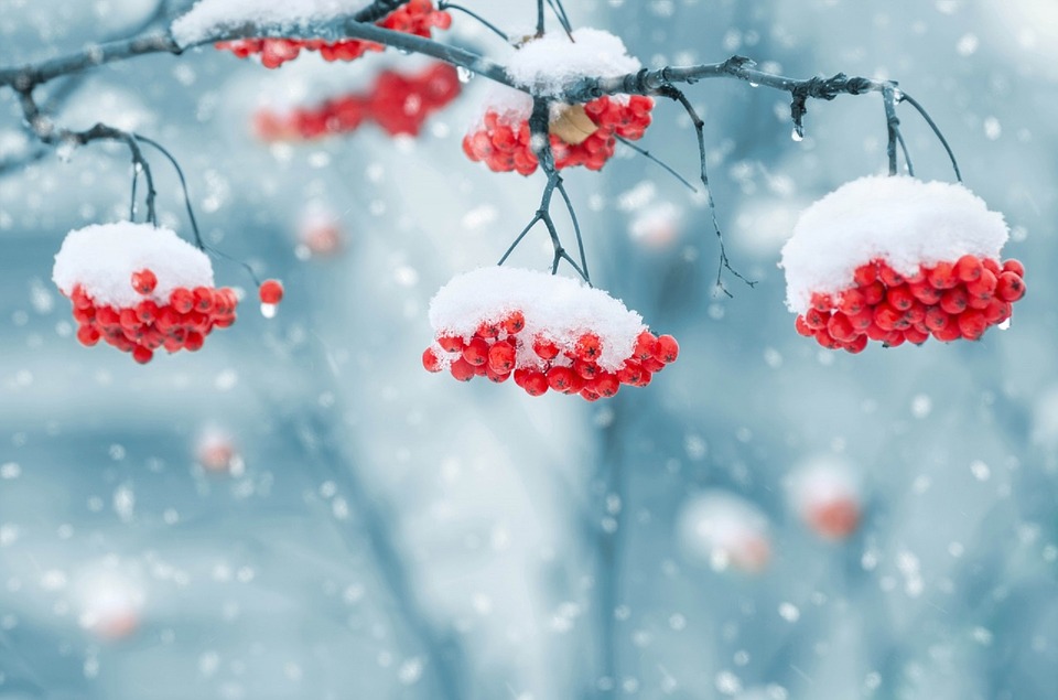 snow-on-berries-