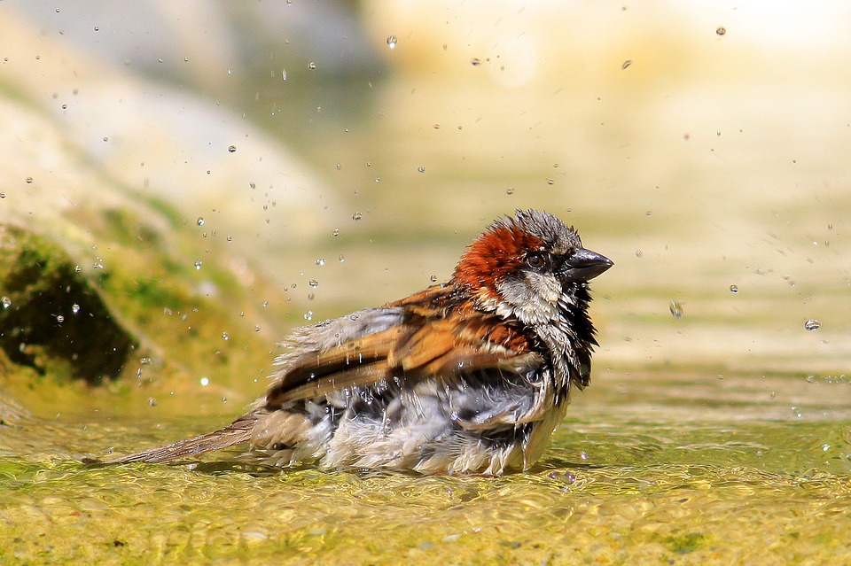 sparrow-