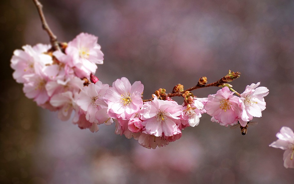 cherry-blossom-