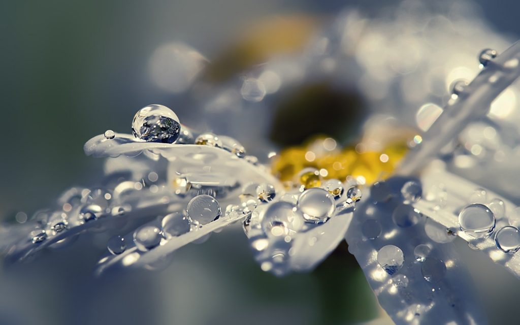 Nature_Flowers_Drops_on_the_petals