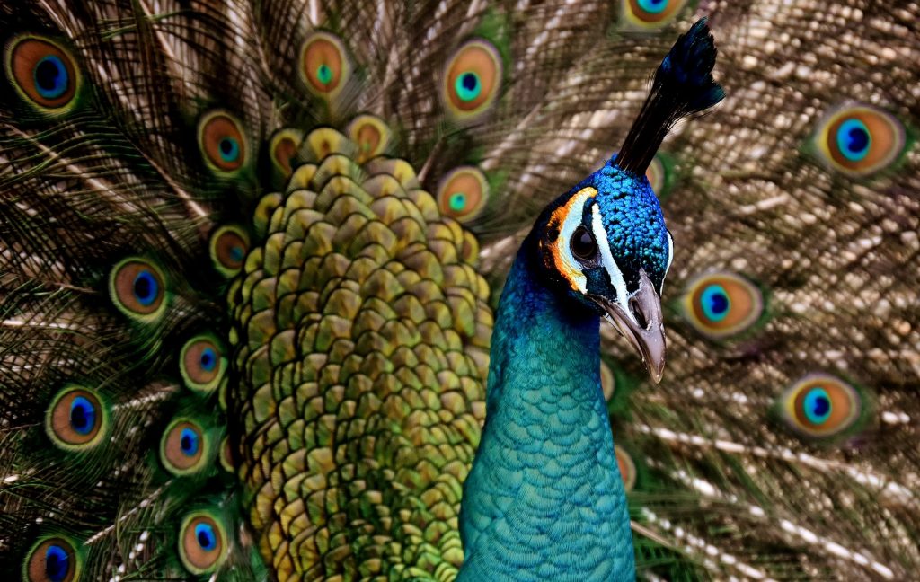 peacock-3080897_1920